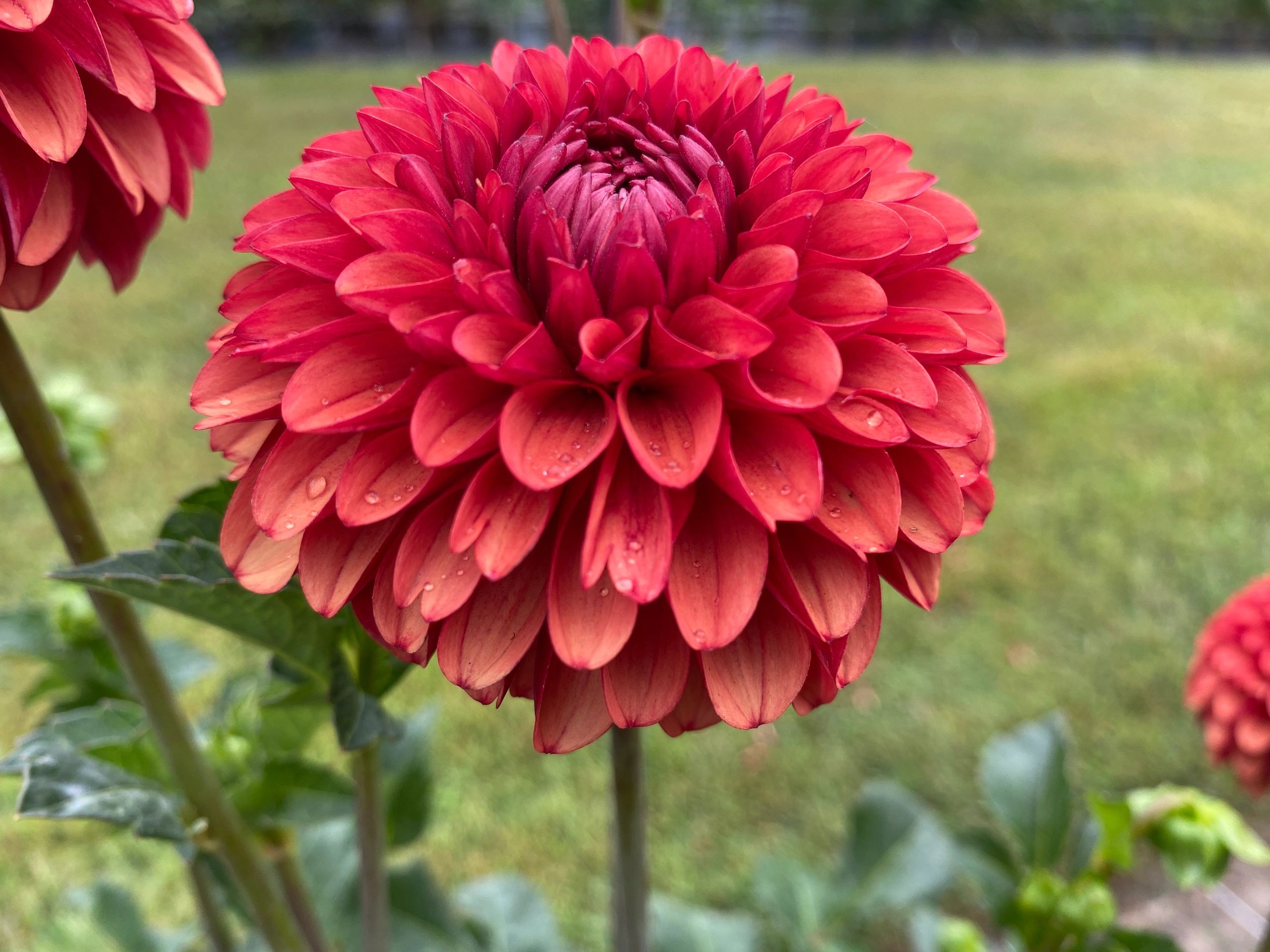 Red Dahlia outlet